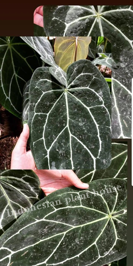 Anthurium Crystallinum Dark Form Free Certificate Phytosanitary DHL Express
