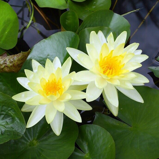 WATER LILY YELLOW CHARLENE XL SIZE - Live POND Plants SUPER PRICE!!!!!!