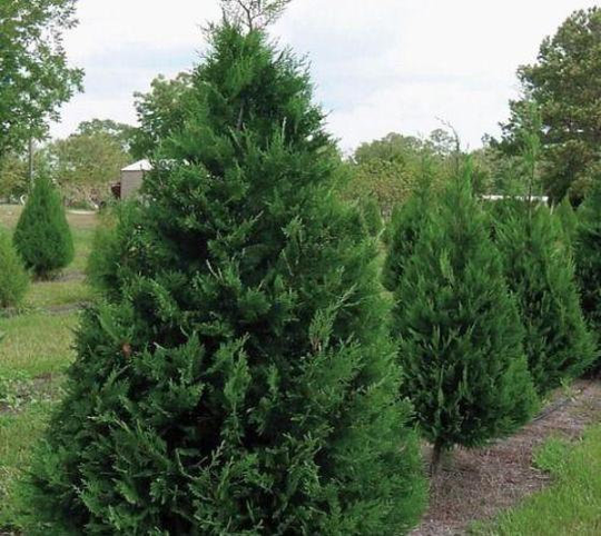Murray Cypress 2.5" pot 6-12" tall
