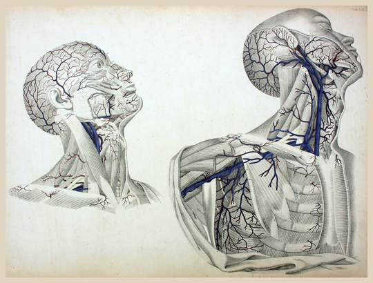 Decor POSTER.Room bedroom art.Interior design.Anatomy human illustration.7061