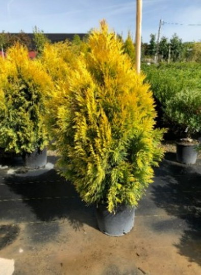 1 Live Plant 8" Tall Golden Arborvitae Plant, Arborvitae Tree Plant Live - DL