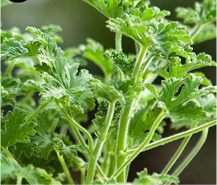 Pelargonium Graveolens Semente 100pcs Plant Herb Insect Repellent Grass