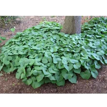 100PCS Wild Ginger Seeds