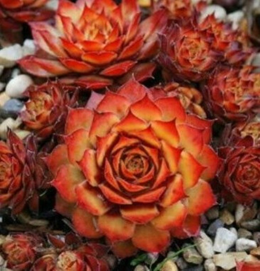 1 Live Plant 2" Pot Sempervivum Chick Charm Plant, Gold Nugget Succulent - DL