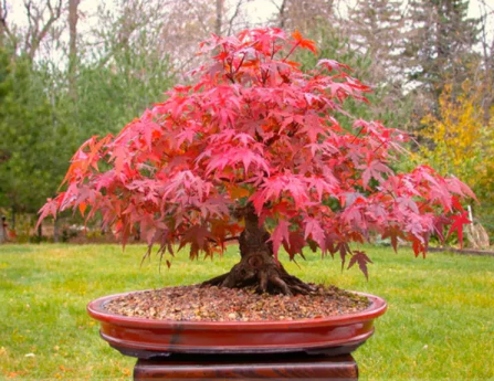 Office Decor Japanese Red Maple Hybrid Bonsai Seeds, 20 Seeds / Pack