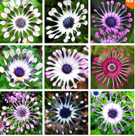 Osteospermum seeds, Nature potted plant for home garden (Mix)