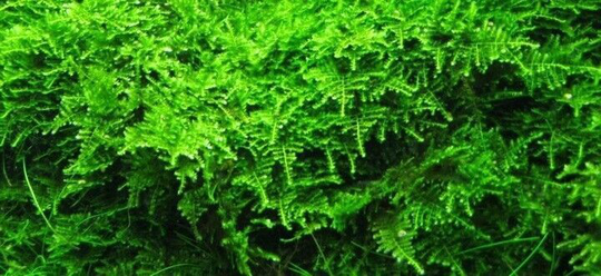 TAXIPHYLLUM BARBERI JAVA MOSS T/C IN CUP - Aquatic Live Plants SUPER PRICE!
