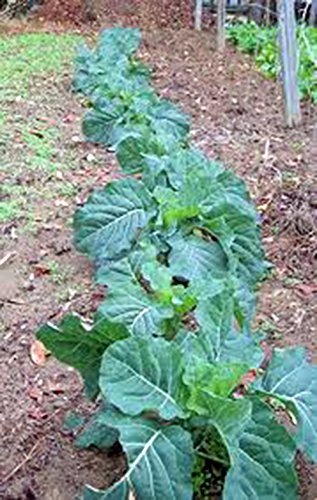 Collard Green Seed, Champion, Heirloom, Non GMO, 500 Seeds, Greens