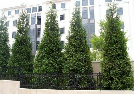 Green Giant 12-18" 4" pot Arborvitae Thuja plicata