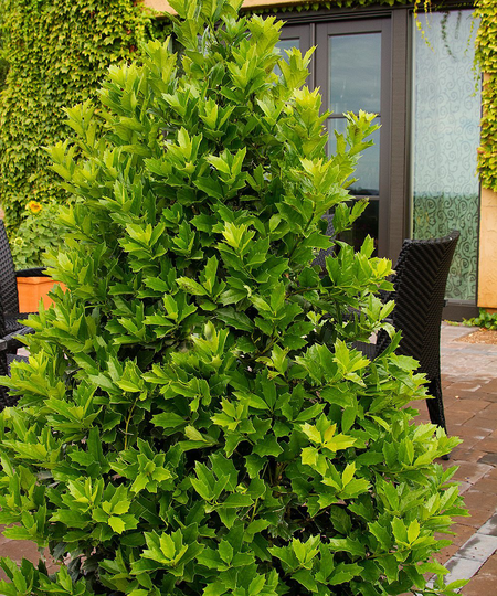 Oak Leaf™ Holly