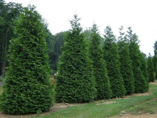 Green Giant 6-12" 2.5" pot Arborvitae Thuja plicata
