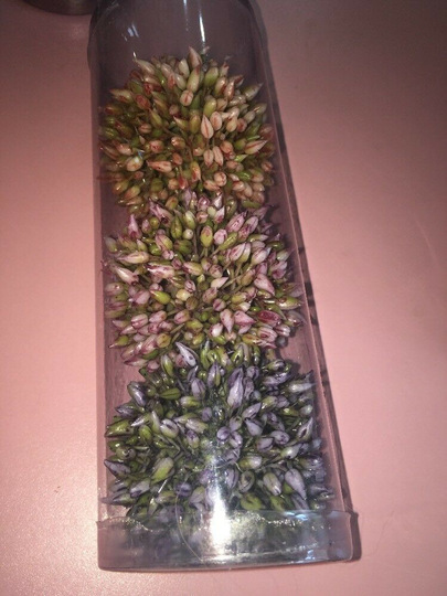 ZA730-BL/LV 2.5" Allium Orb 3 Ea/ Box