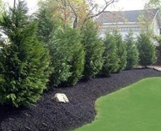 1 Quart Pot Live Plant Cupressocyparis Leylandii, Leyland Cypress Tree Plant -DL