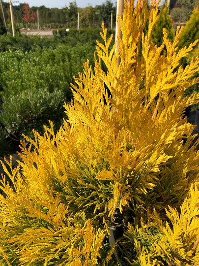 Golden Arborvitae tree qt. pot (thuja plicata)